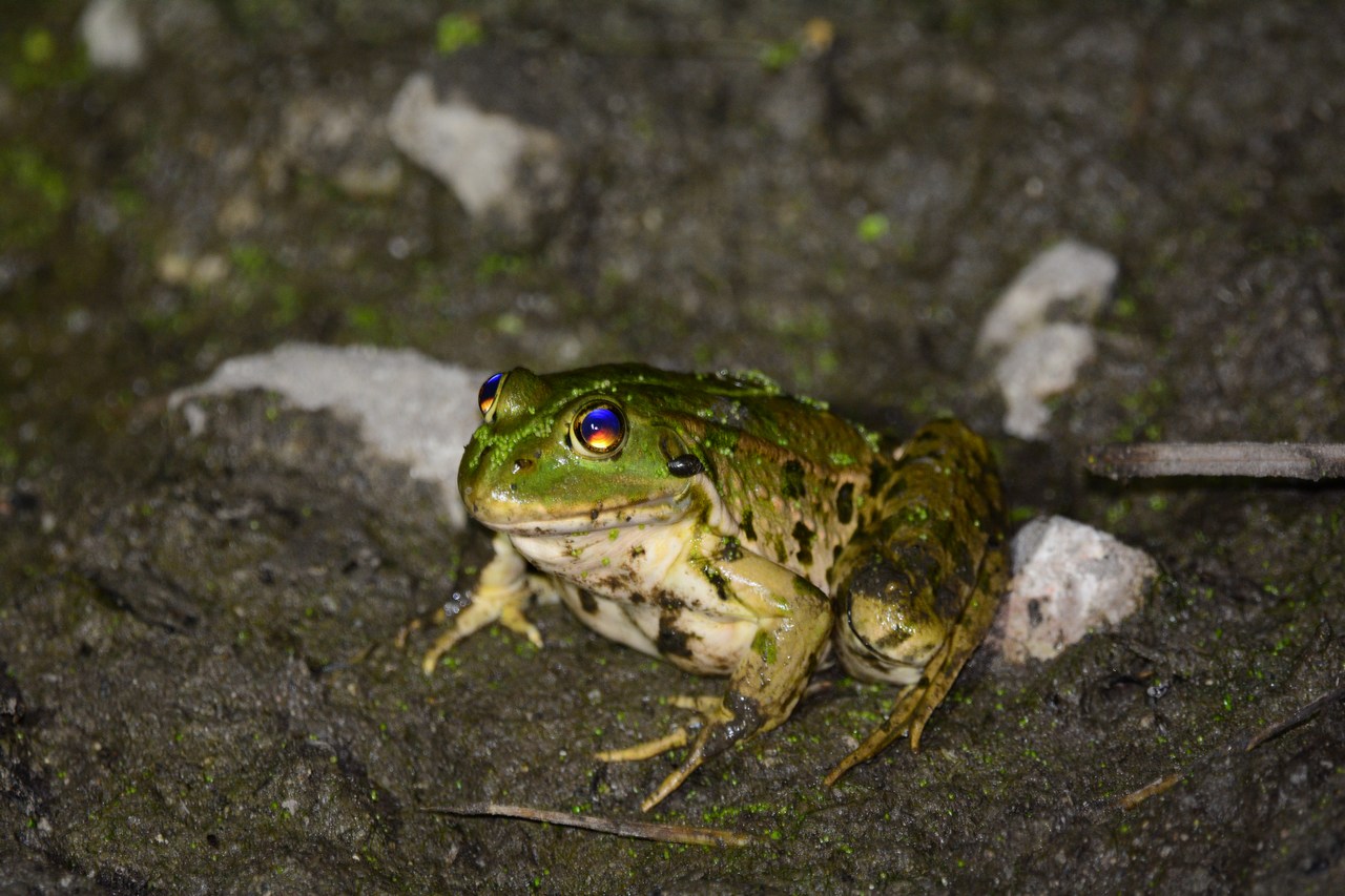 Pelophylax ridibundus